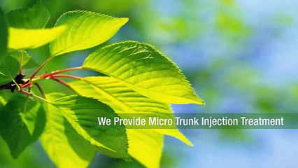 Taylor Trees And Turf: The Experts In Lawn Improvement