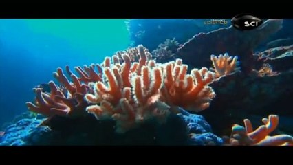 Maravilhas da Natureza: A Grande Barreira de Corais [HD] (Dublado) Documentário Completo