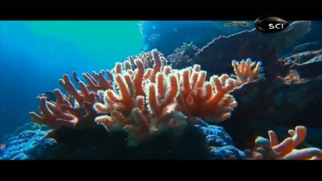 Maravilhas da Natureza: A Grande Barreira de Corais [HD] (Dublado) Documentário Completo