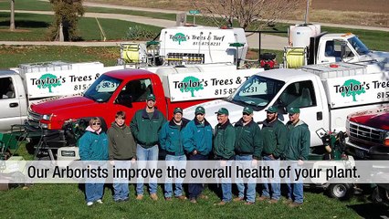 Lawn Care Maintenance Made Easy With Taylor Trees And Turf