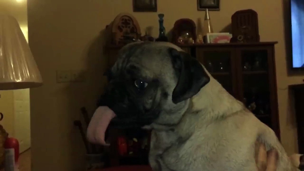 Ce chien a une langue immense...