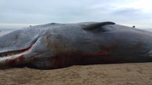 Spectators Snap 'Carcass Selfies' With Sperm Whales Beached on UK Coast
