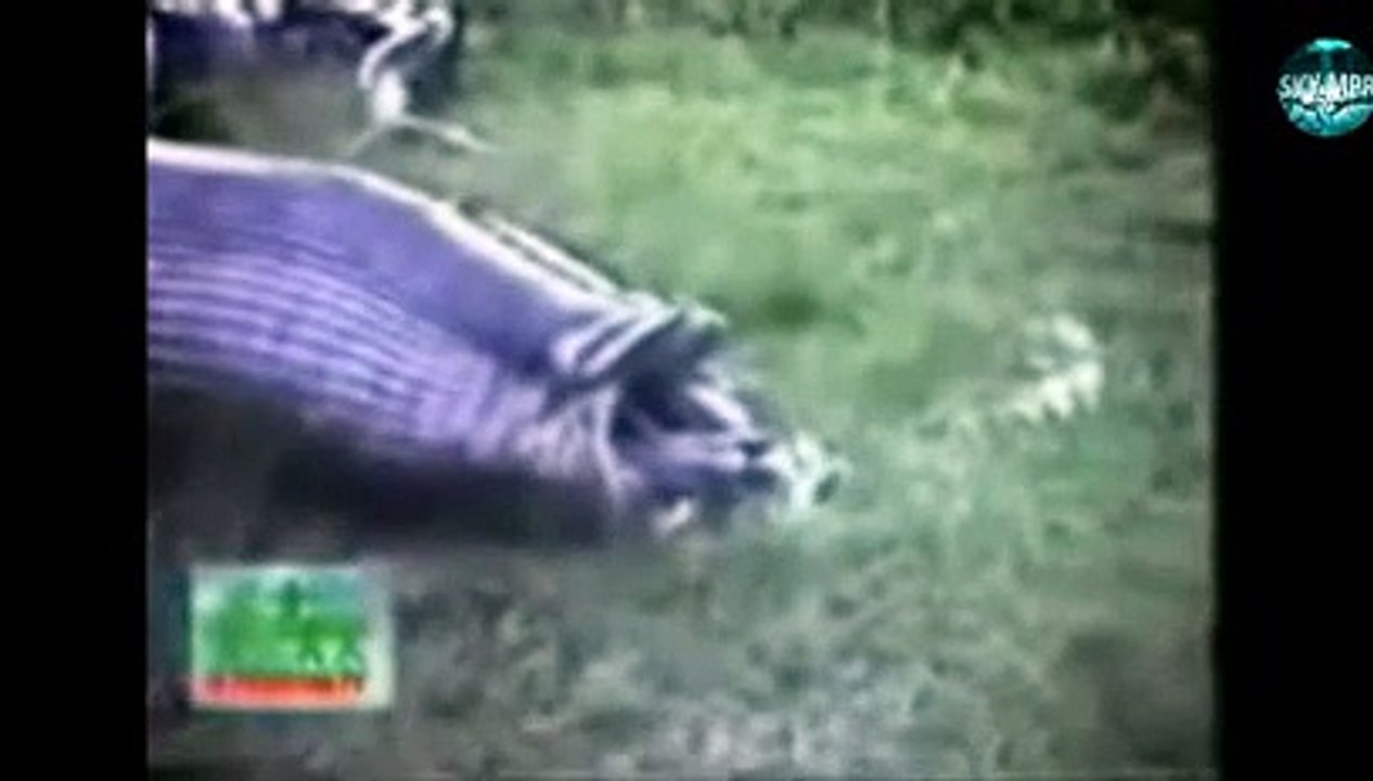 Man Vs Wild Eating Giant Larva