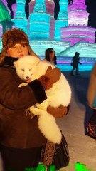 This Arctic Fox Couldn't Resist Trying to Get a Nap