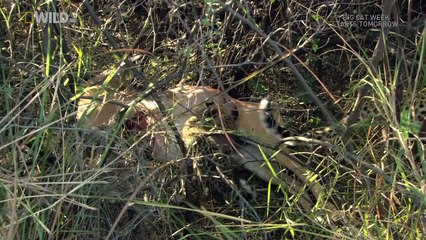 Leopard of Dead Tree Island ( Nat Geo WILD )