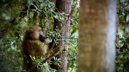 Wild Kalahari ( Nat Geo WILD )