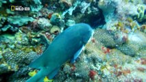 Australia\'s Deadliest Shark Coast ( Nat Geo WILD )