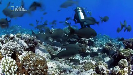 Sharks Of Lost Island ( Nat Geo WILD )