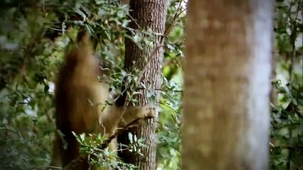 Botswana Lion Brotherhood ( Nat Geo WILD )