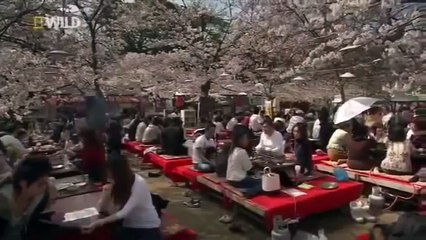 Wild Japan Nature ( Nat Geo WILD )