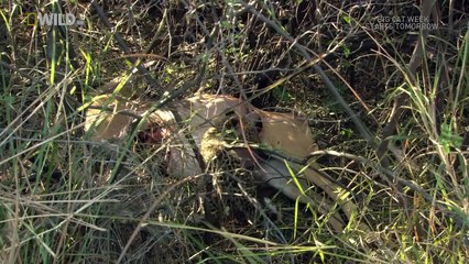 Leopard of Dead Tree Island ( Nat Geo WILD )