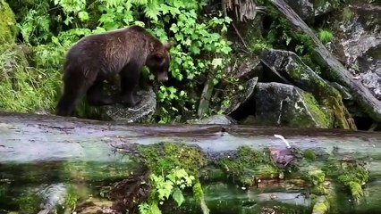 The Wild West Gold Rush ( Nat Geo WILD )