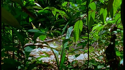 Journey into Amazonia 2of3 The Land Reborn ( Nat Geo WILD )