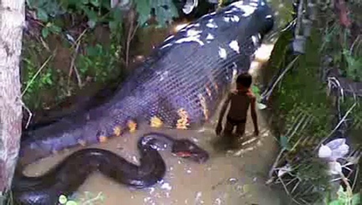 GIANT Anaconda FOUND ON EARTH.flv