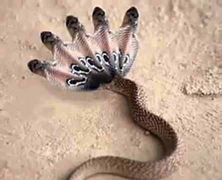 Proof of five headed Snake