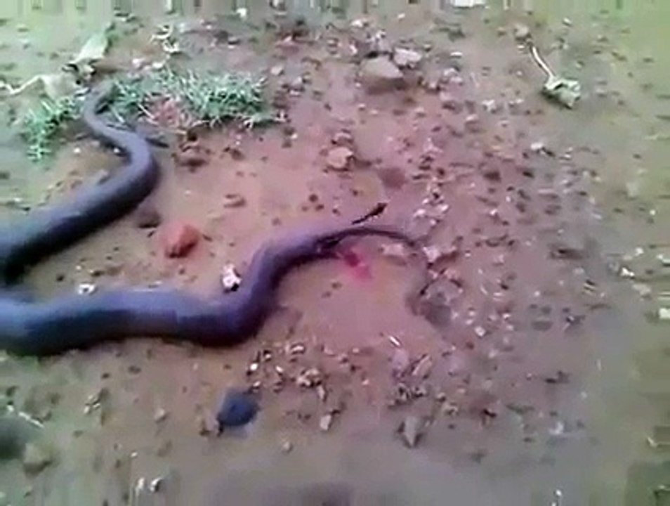 Cobra dando a luz á várias cobrinhas