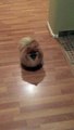 Pomeranian Performs Tricks