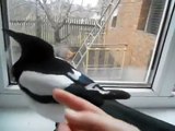 Magpie laughs just like a child!