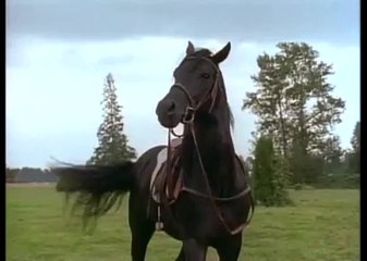 l'étalon noir saison 1 episode 1 a coeur vaillant ,rien d'impossible