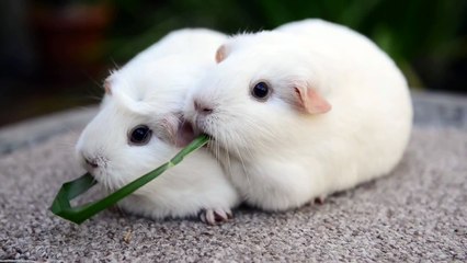 Guinea Pigs Eat Same Blade of Grass