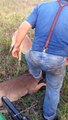 Man Rescues Tangled Deers | Deer Bucks fights