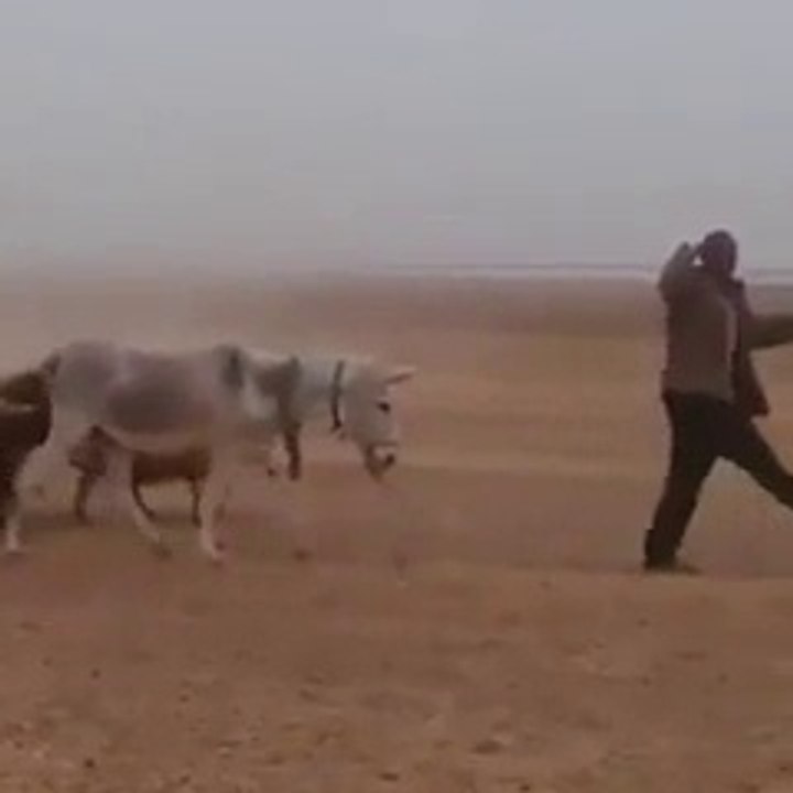 en marcha con animales
