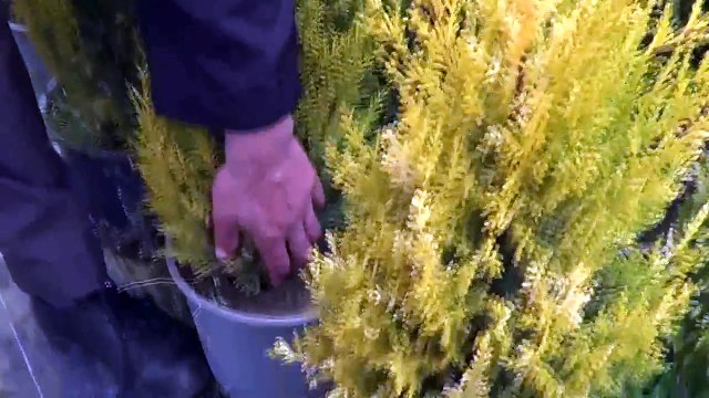 Limon Servi, Limon Selvi, Limon Çamı