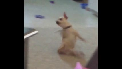 Chihuahua Finds New Way To Scratch Butt