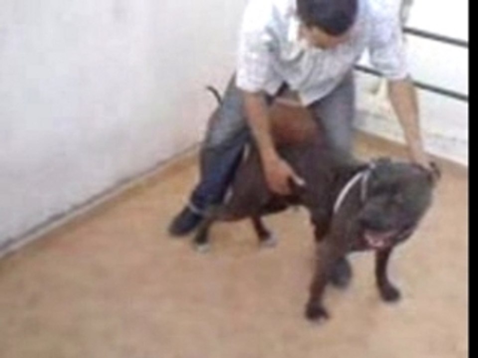 Pitbull maroc