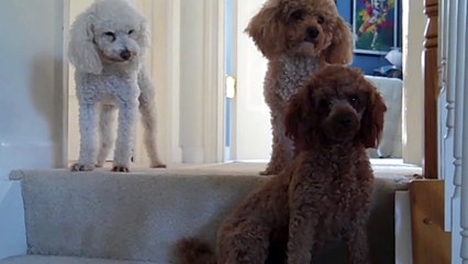 Guilty Dog Has A Tell | Winner Wednesday