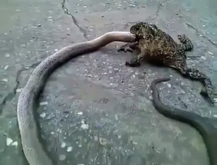 Sapo comendo cobra bem maior que ele
