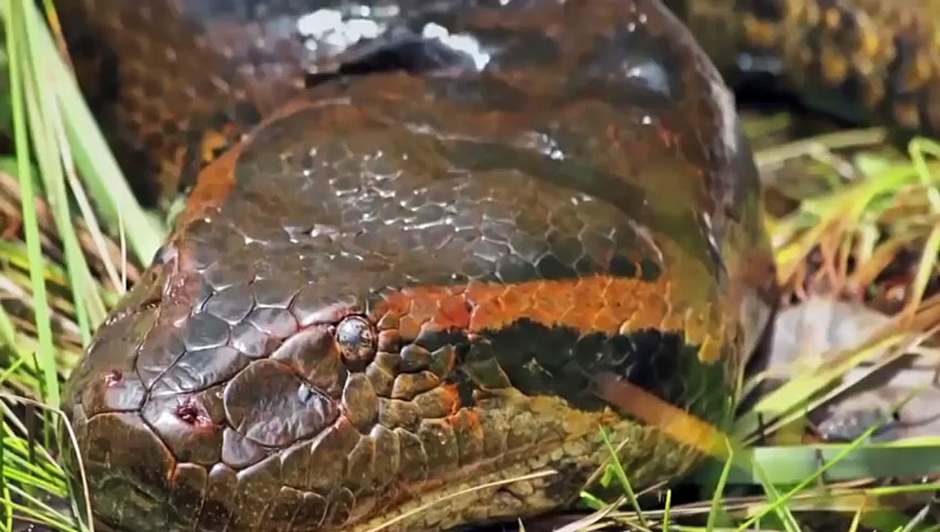 ⁣Anaconda Kill Crocodile - Wild Animals Attack