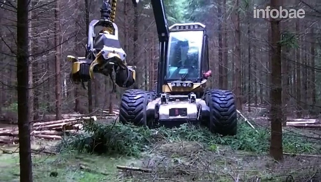 Video: así trabaja la máquina que tala un bosque en minutos