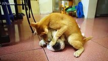 Cats and Dogs Annoyed with Friendship