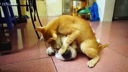Cats and Dogs Annoyed with Friendship 2015