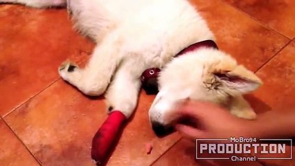 Cats and dogs reaction to food