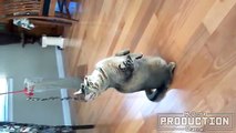 Cats imitating dogs