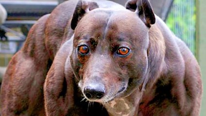 10 ЖИВОТНЫХ В СУЩЕСТВОВАНИЕ КОТОРЫХ СЛОЖНО ПОВЕРИТЬ