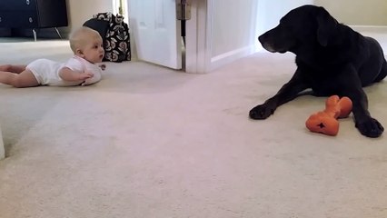 baby's first crawl has cutest ending