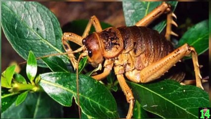 Top 15 animales prehistoricos más asombrosos