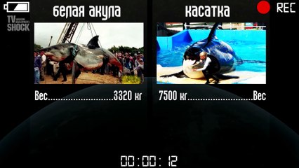 БЕЛАЯ АКУЛА VS КАСАТКА