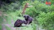 Buffalo soldiers! Bull is saved by its friends while being EATEN by lions