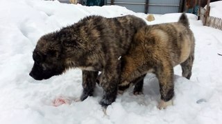 Бой алабаев (САО). Драка алабаев. Со звуком