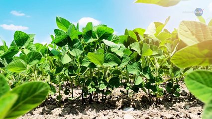 ScienceCasts - Historic Vegetable Moment on the Space Station - HD