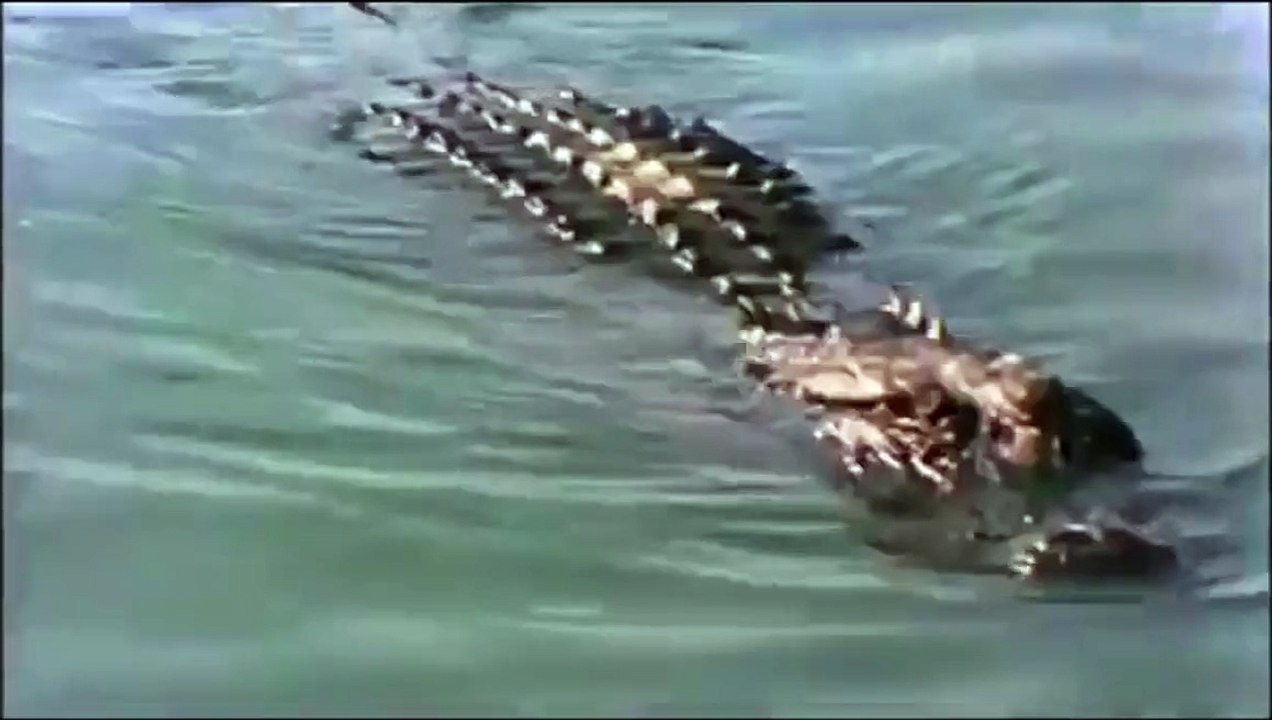 Крокодил убивает ягуара