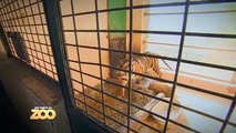 Lions, tigres et girafes pour Charlotte et Thibault - S03E38