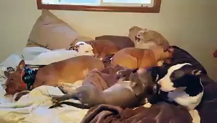 Cute Pitbulls sleeping