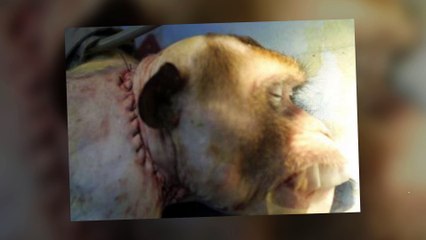 Monkey head transplant done first time in history, surgeon claims successful