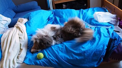 Maori - 2 ans, 5 mois