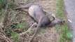 Mmmm, roadkill! Dead deer spotted being taken to Chinese restaurant straight from the road